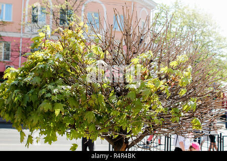 lush deciduous tree Stock Photo