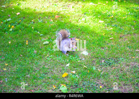 Cute squirrel running around and eating in St James's Park, London, England, United Kingdom Stock Photo