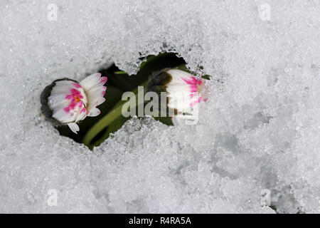 daisies under the snow. winter in the spring Stock Photo
