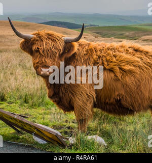 Highland Cattle in the Yorkshire Dales near to Settle. Stock Photo