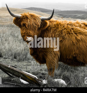 Highland Cattle in the Yorkshire Dales near to Settle. Stock Photo