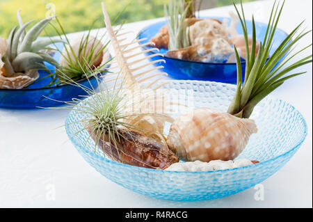 Seashell in blue bowl with green plant in tropical beach Stock Photo