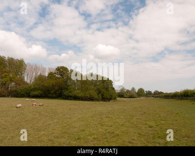 sheep grazing in a far off wide open field with a big clouded sky Stock Photo