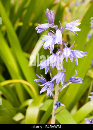 single bluebell plant with beautiful blue petals Stock Photo