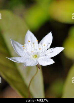 Flowering Arctic starflower Trientalis europaea Stock Photo