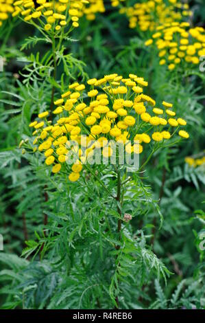 Yellow tansy Tanacetum vulgare growing in a meadow Stock Photo