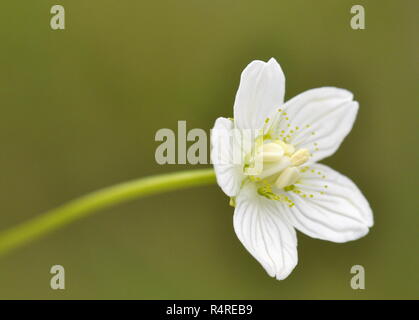 The wildflower marsh grass-of-parnassus Parnassia palustris Stock Photo