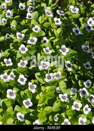 Dwarf cornel Cornus suecica flowering in spring Stock Photo