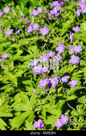 Woodland geranium Geranium sylvaticum flowering Stock Photo