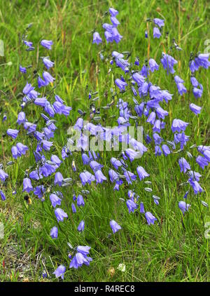 Bluebells Campanula rotundifolia growing in a meadow Stock Photo