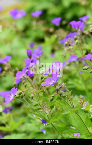 Woodland cranesbill Geranium sylvaticum flowering with purple flowers Stock Photo