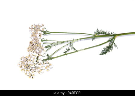 Common yarrow Achillea millefolium on white