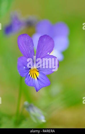 Wild pansy flower Viola tricolor Stock Photo