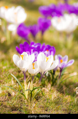 Purple and white corcus flowers in the grass Stock Photo