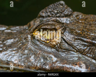 Spectacled caiman Caiman crocodilus   Cost Rica South America Stock Photo