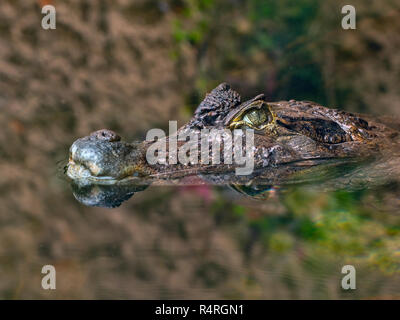 Spectacled caiman Caiman crocodilus   Cost Rica South America Stock Photo