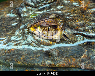 Spectacled caiman Caiman crocodilus   Cost Rica South America Stock Photo