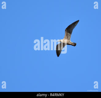 Immature Seagull in flight with blue sky background Stock Photo