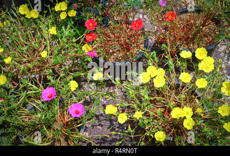 colorful common purslane verdolaga pigweed or little hogweed in pot nature and flower in the garden Stock Photo