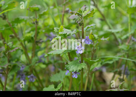 Blue flowering flowering ground ivy Stock Photo