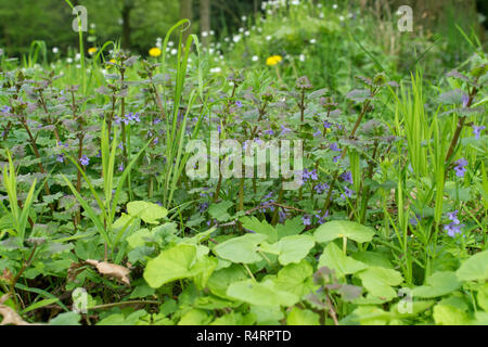 Meadow with blue flowering ground ivy Stock Photo