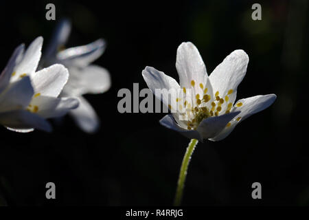 wood anemone in the backlight of the evening sun Stock Photo