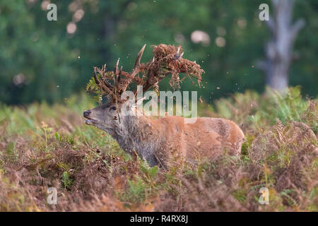 Red Deer With A Head Dress Stock Photo