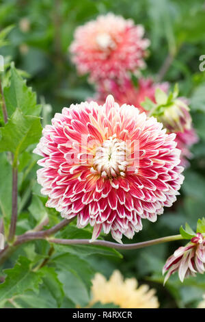 Dahlia 'Akita' flower. Stock Photo