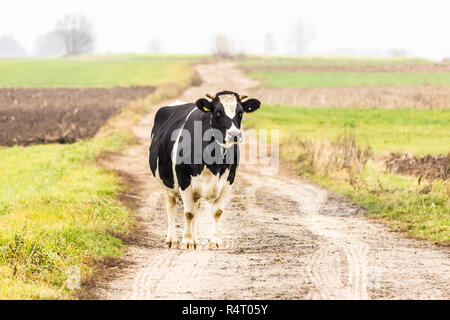 Cow black and white color standing on a dirt road. Holstein Frisian cattle. Late fall. Dairy farm. Podlasie, Poland. Stock Photo