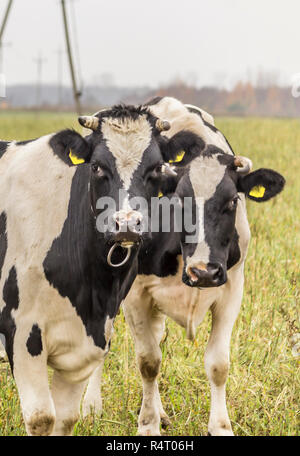 Cows are black and white color,grazing in a meadow with green grass . Holstein friesian cattle. Late autumn. Dairy farm. Podlasie, Poland. Stock Photo