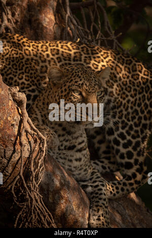 Leopard lying in tree behind tangled branches Stock Photo - Alamy