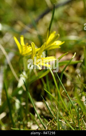 Yellow Star-of-Bethlehem Gagea lutea flowering in spring Stock Photo