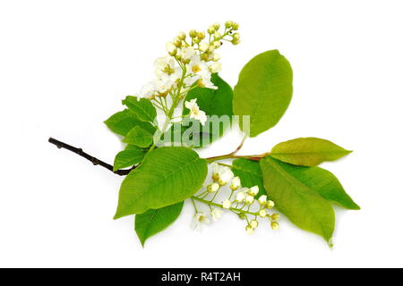 Branch of bird cherry tree Prunus padus isolated on white background Stock Photo