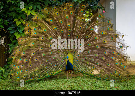 Close up portrait of beautiful peacock with feathers out in a farm in Vinales Valley, Cuba Stock Photo