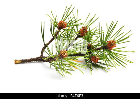 Branch of Pinus sylvestris on white background Stock Photo