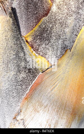 yellow and orange bark on palm trunk Stock Photo
