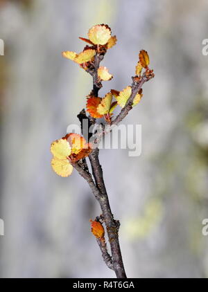 Dwarf birch Betula nana in autumn colors