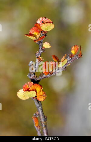 Dwarf birch Betula nana in autumn colors