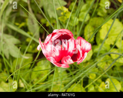 a lovely crisp red and white open and closed tulip flower head spring