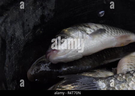 River fish macro photo. Fish catch. Carp and carp. Weed fish. Stock Photo