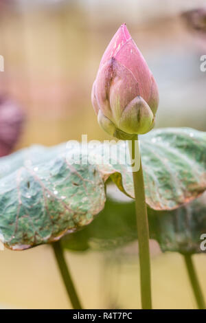 pink lotus flower bloom Stock Photo