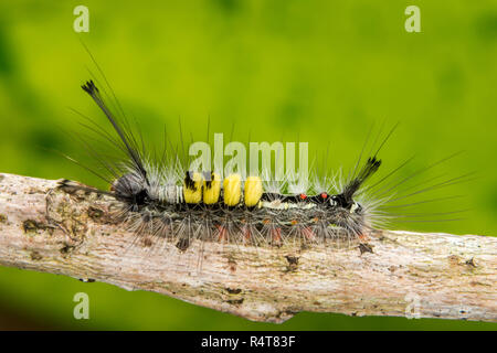 marco photography-yellow caterpillar Stock Photo