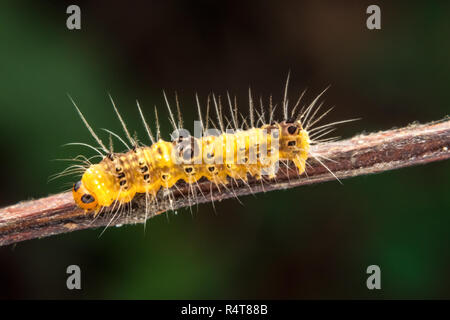 marco photography-yellow caterpillar Stock Photo