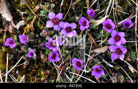 Purple mountain saxifrage flowering in early spring Stock Photo