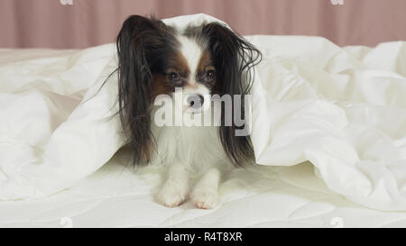 Beautiful dog Papillon lies under blanket on the bed and looks around Stock Photo