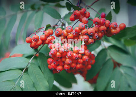 Bunches of Rowan on a background of green leaves Stock Photo