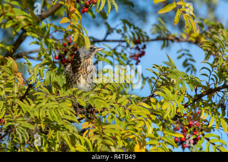 Fieldfare (Turdus pilaris) sitting in a mountain-ash (Sorbus aucuparia) with blurred background, picture from Northern Sweden.