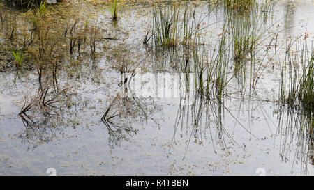 A typical view of plants grown in fungi. Stock Photo