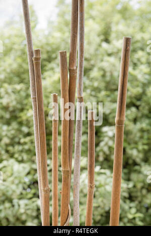 A collection of different sized bamboo poles leaning on the garden fence, Chichester, West Sussex Stock Photo