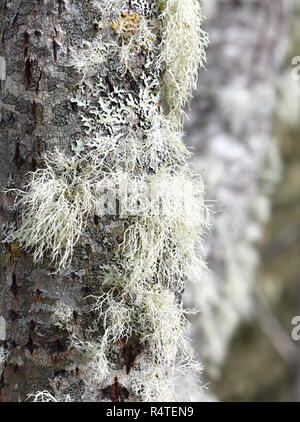 Old man's beard lichen Usnea sp. growing on a trunk Stock Photo